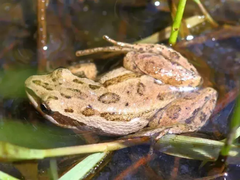 Spotted Chorus Frog: 21 fakta du ikke vil tro!