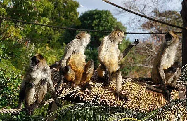 Nuostabūs juodagalvės beždžionės faktai, kurių nepatikėsite