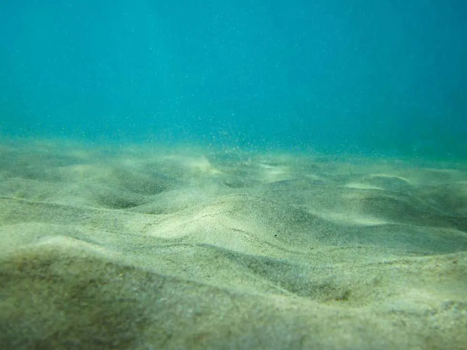 Imagens de blobfish são muito difíceis de obter, pois vivem no fundo do mar