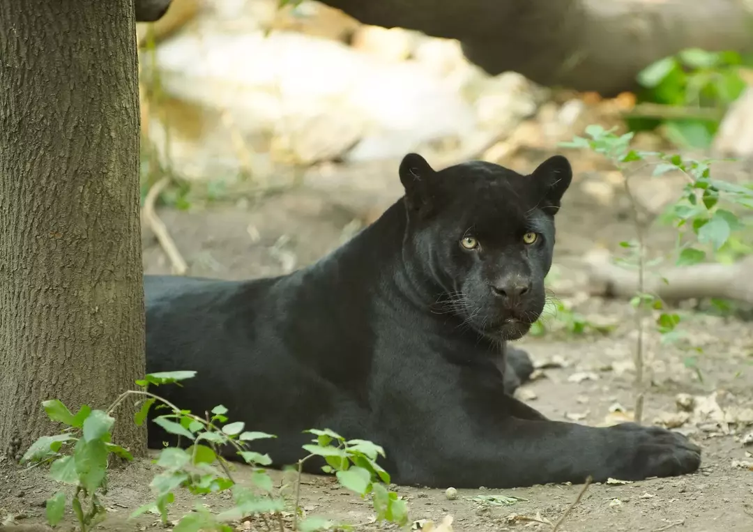 Očuvanje mačaka: Koliko je crnih jaguara ostalo na svijetu?
