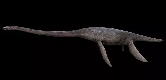 Styxosaurus mal ostré kónické zuby a štyri plutvy na pohyb.