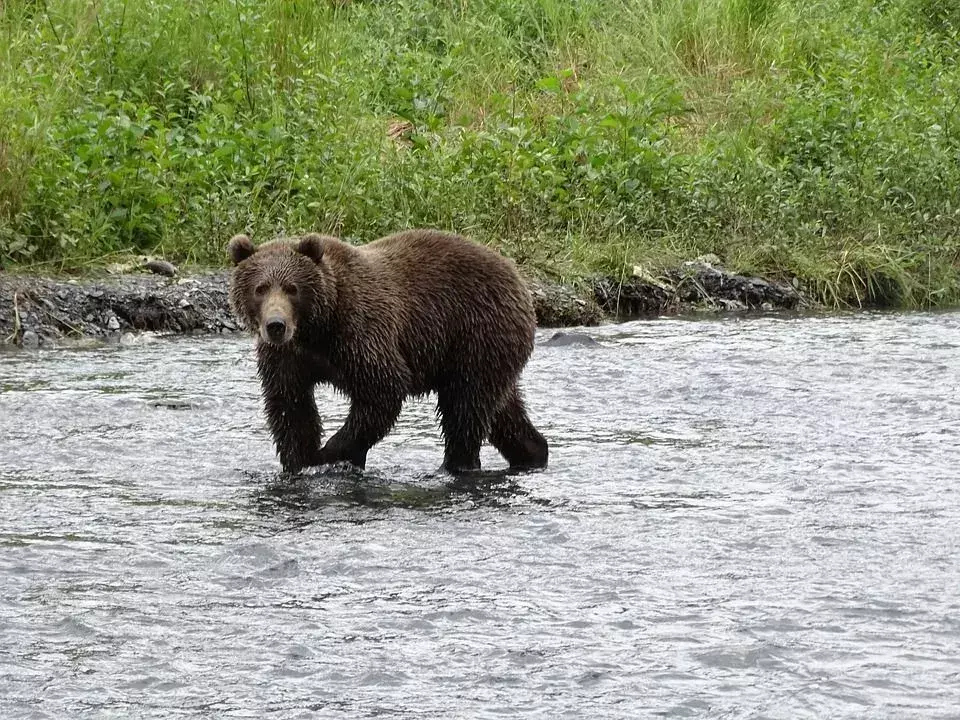 Kodiak Bear vs Isbjørn: Foretrekker folk isbjørnen eller Kodiakbjørnen?