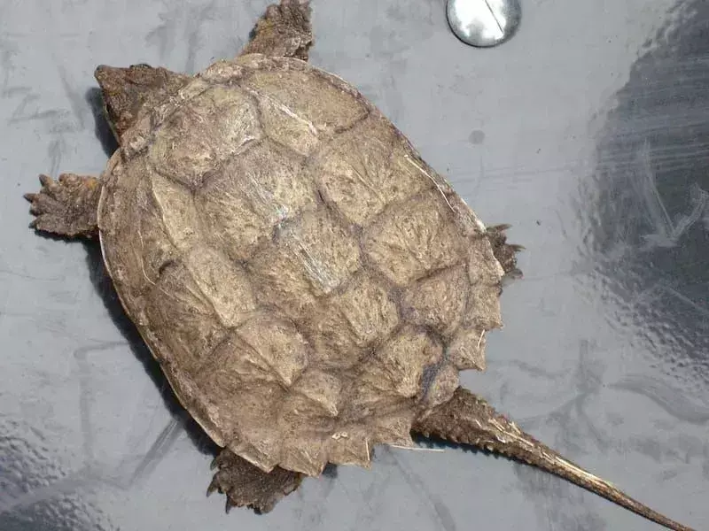 17 Fakta Mengagumkan Turtl-ey Tentang The Common Snapping Turtle