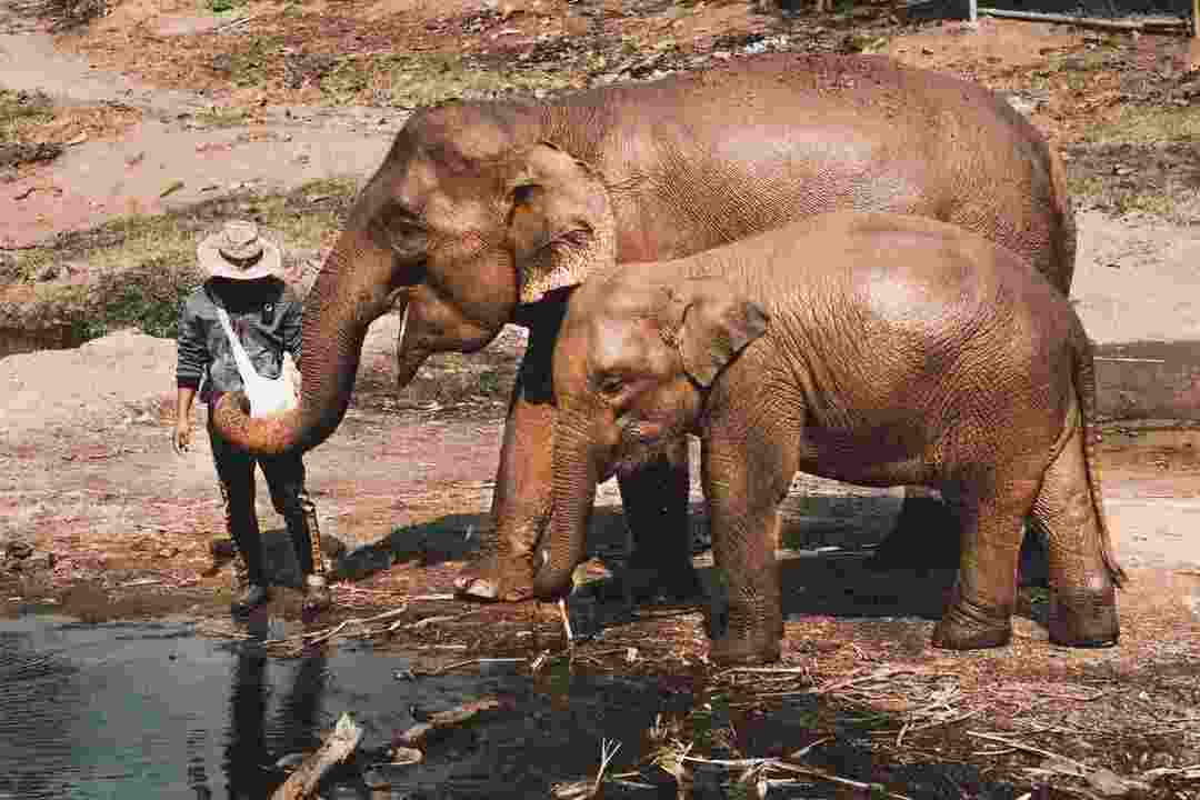 Az elefántok fogai szórakoztatóak Fogászati ​​tények kíváncsi gyerekeknek