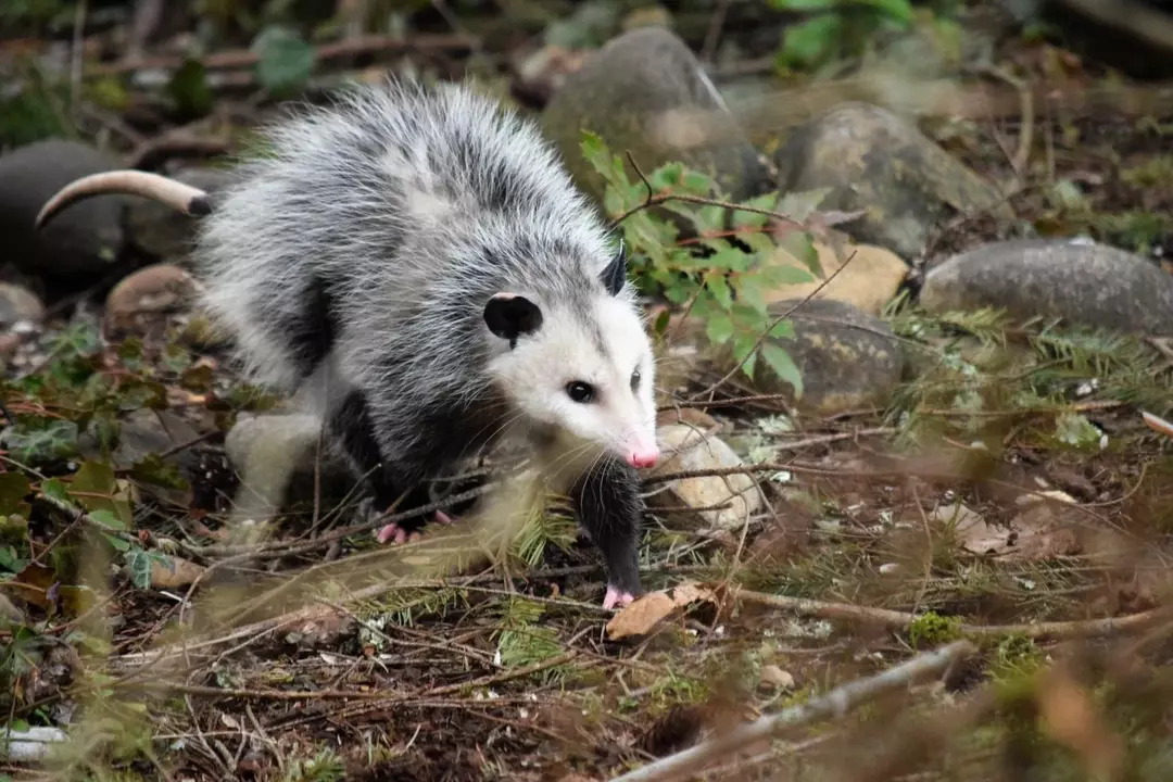 Spiser possums rotter? Forstå en possums foretrukne palett