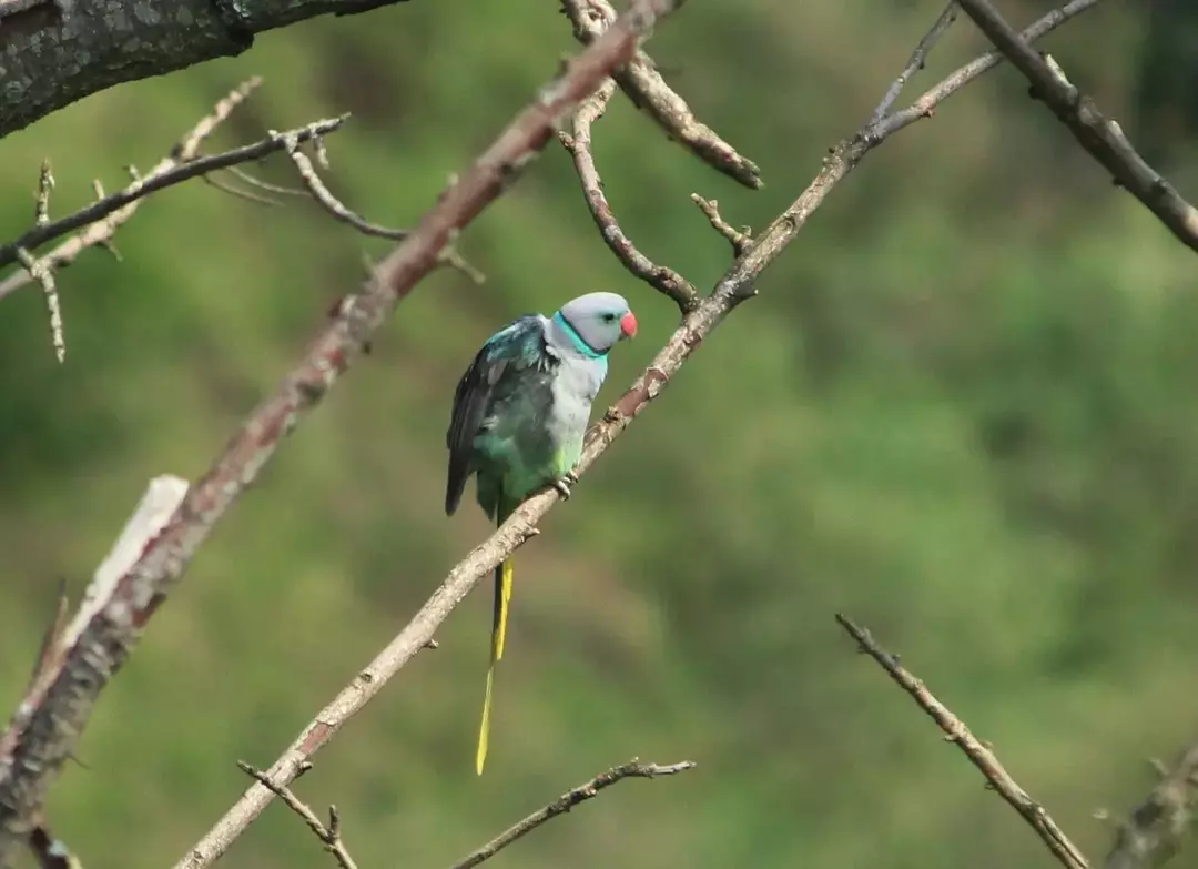 Blåvingede parakittfakta handler om sørindiske fugler.