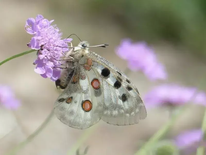 15 εκπληκτικά γεγονότα για το Apollo Butterfly για παιδιά