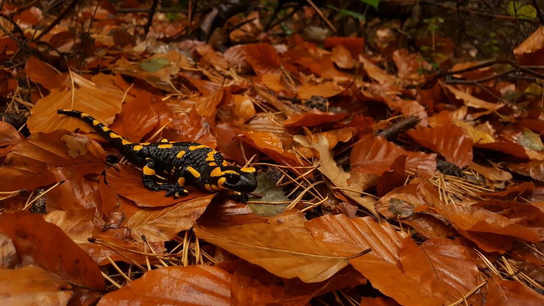 Espectaculares datos sobre la salamandra manchada que les encantará a los niños
