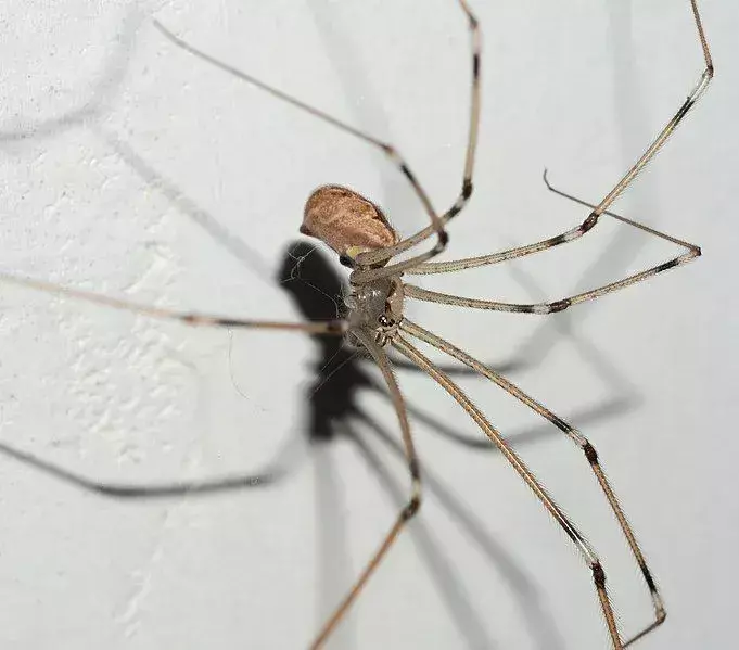 Stvari, ki jih niste vedeli o očkovih pajkih z dolgimi nogami