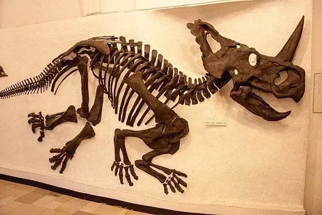 21 Kæbefakta om Centrosaurus for børn