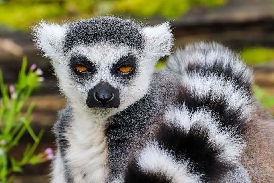 Roliga ringstjärtade lemurfakta för barn