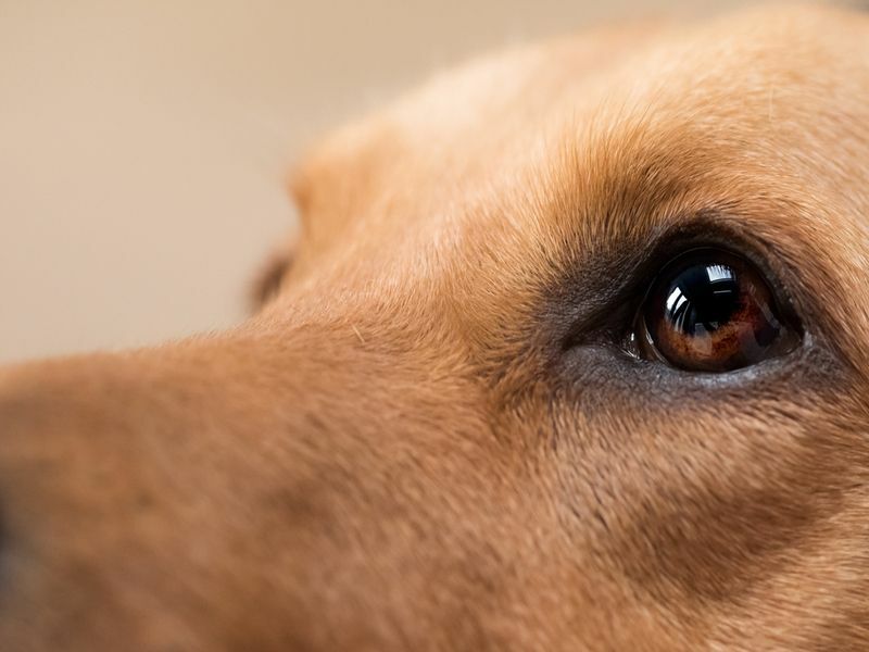 როგორ გავწმინდოთ ძაღლის თვალები რატომ არის მნიშვნელოვანი თქვენი ძაღლის თვალების გაწმენდა
