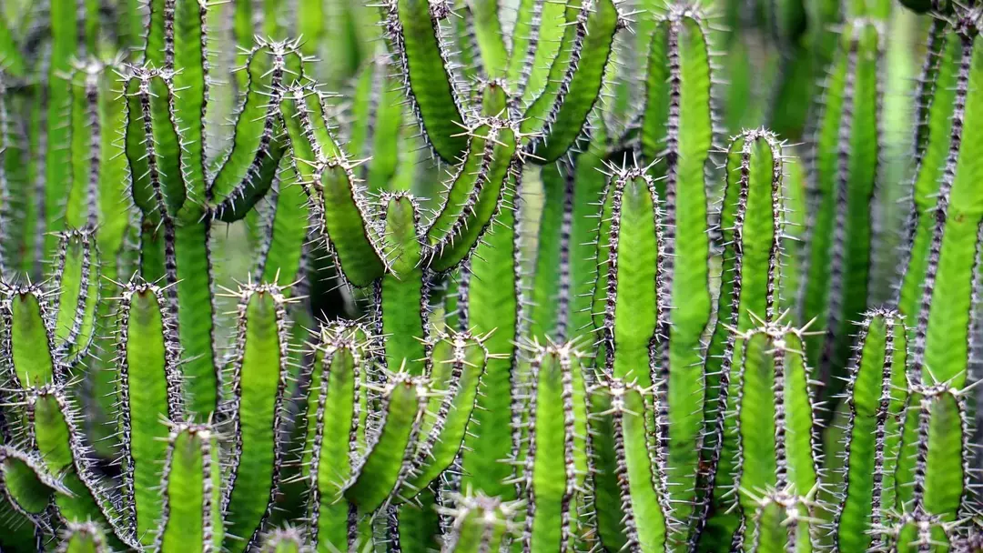 Kiek gyvena kaktusai? Faktai apie dygliuotą augalą