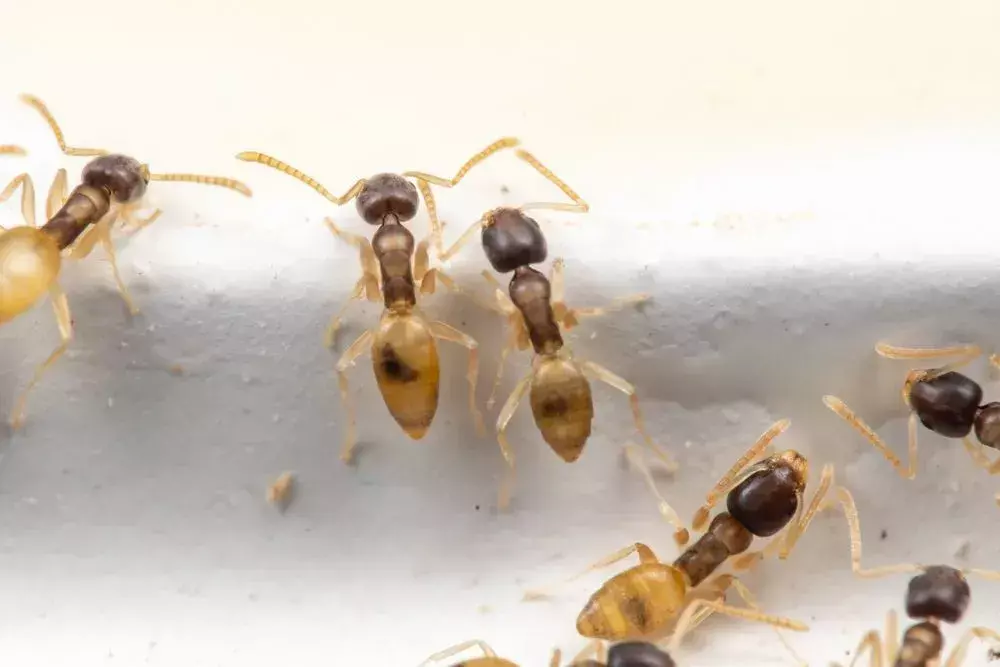 Იცოდი? მოჩვენების ჭიანჭველების წარმოუდგენელი ფაქტები