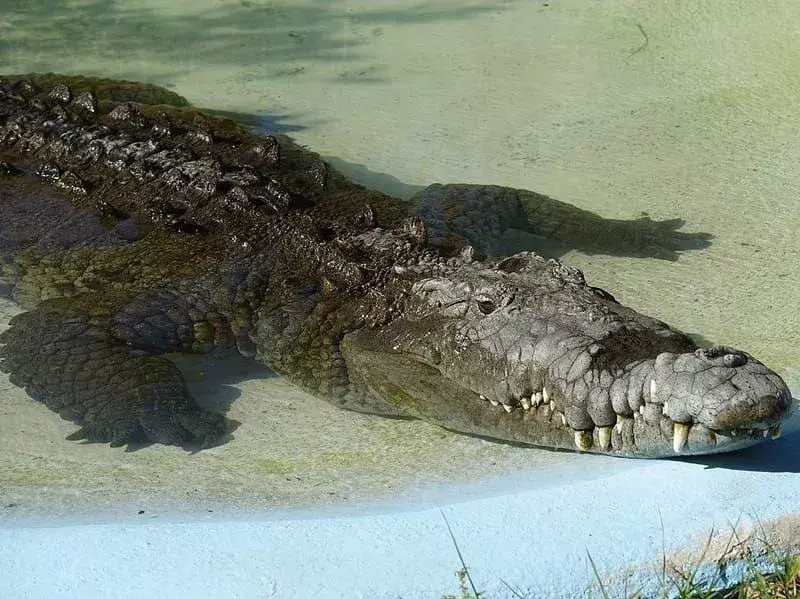 Amerikansk krokodille