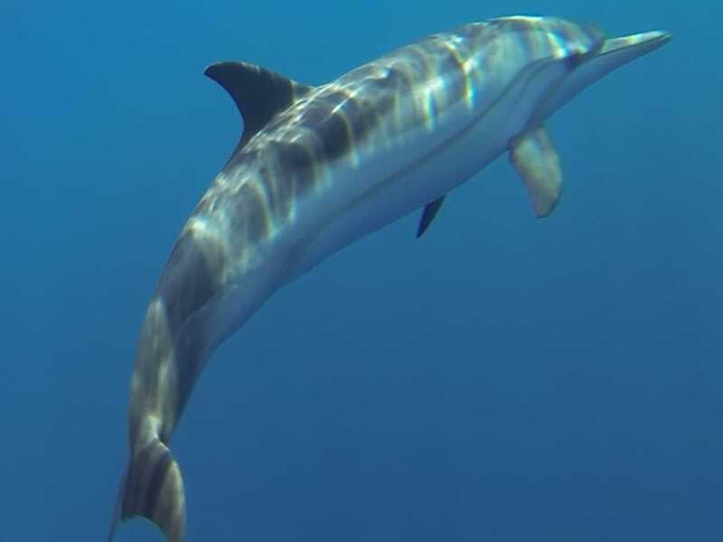 Полосатый дельфин плавает под водой