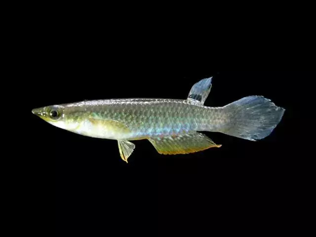 Killifish Blue Panchax lebih suka hidup di air tawar yang dipenuhi vegetasi