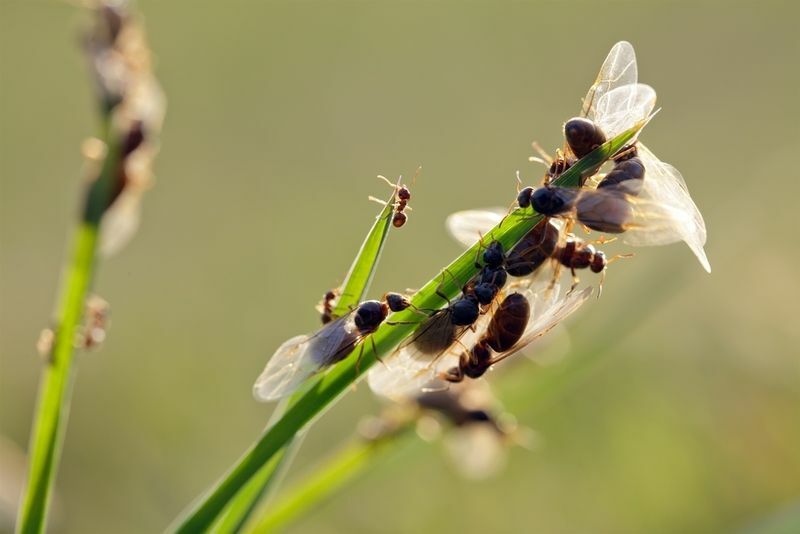 Kousají létající mravenci Jak je přimějete, aby vás zastavili