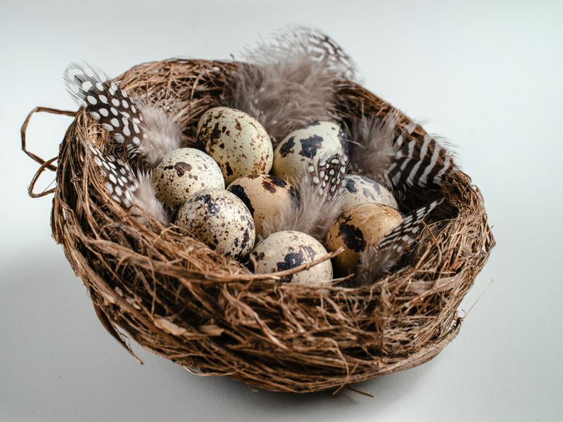 Putpelių kiaušiniai su plunksnomis lizde