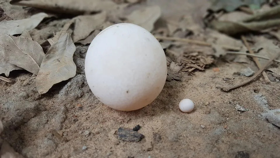 Повечето съвременни влечуги снасят яйца, които имат мека и кожена черупка само с няколко изключения.