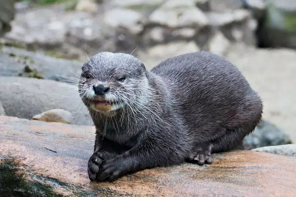 Utrolige og forbløffende River Otter morsomme fakta