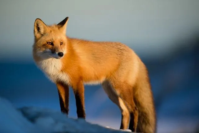 Morsomme Red Fox-fakta for barn