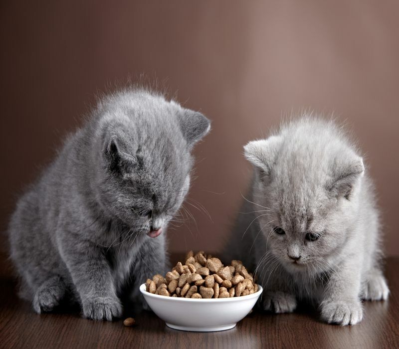 Kedi Besleme Gerçekleri Kedimi Ne Sıklıkta Beslemem Gerektiğini Açıkladı