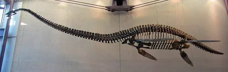17 Elasmosaurus-faktaa, joita et koskaan unohda