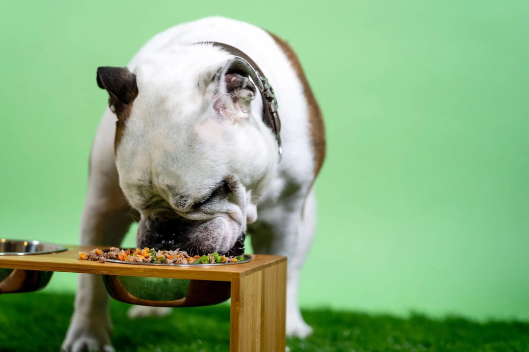 สุนัขกินขมิ้นได้หรือไม่ ประโยชน์และข้อเท็จจริงสนุกๆ