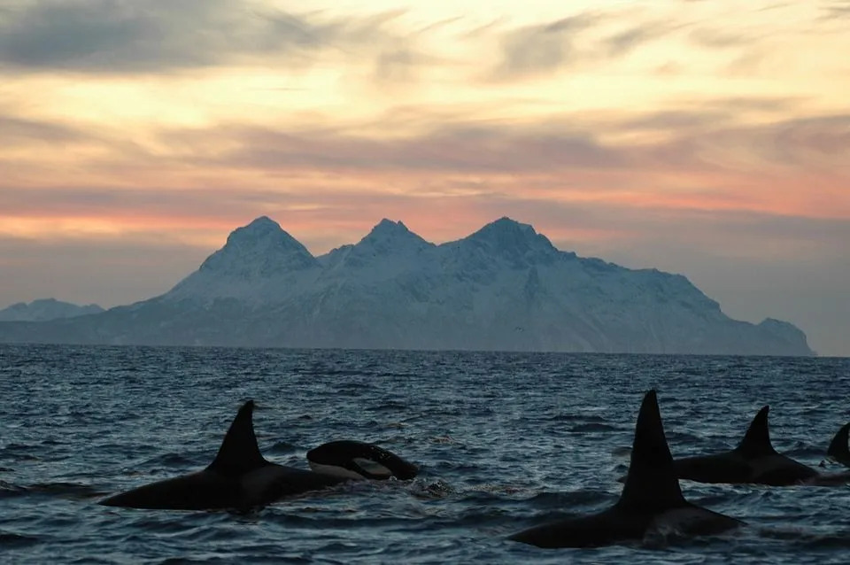 15 fatos finos sobre a baleia assassina para crianças