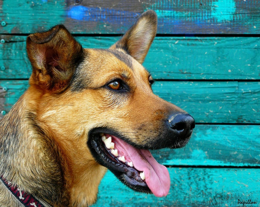 15 Pawfect-faktaa saksanpaimenkoirasta Pitbull Mix Dog -lapset rakastavat