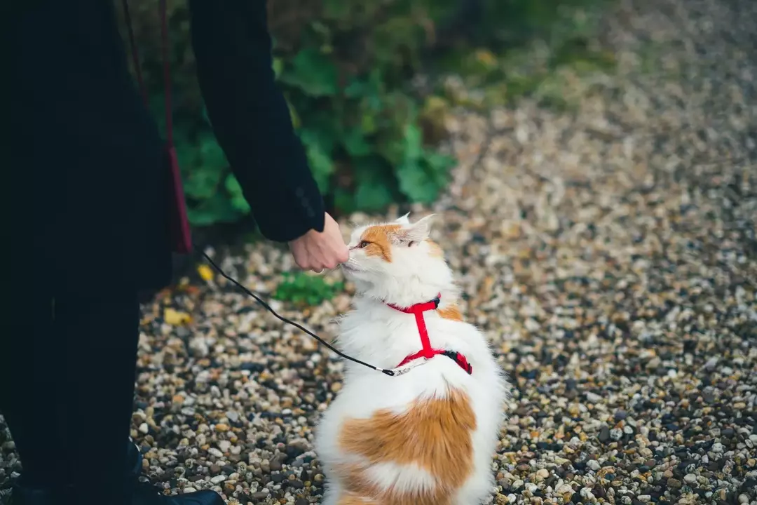 Како тренирати маче: научите како да своју мачку држите у реду
