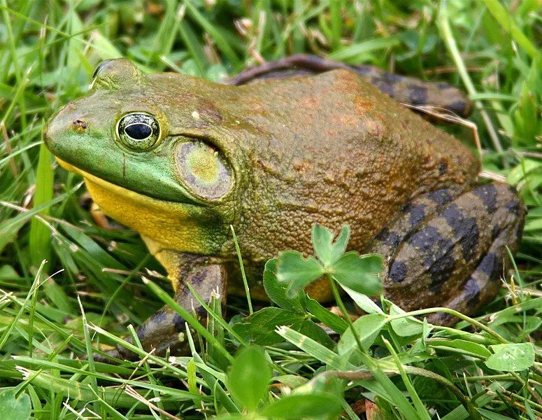 Věděl jsi? 17 neuvěřitelných faktů o americké bullfrog