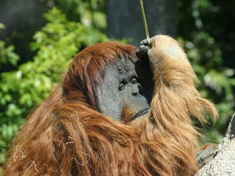 Morsomme Bornean Orangutang fakta for barn