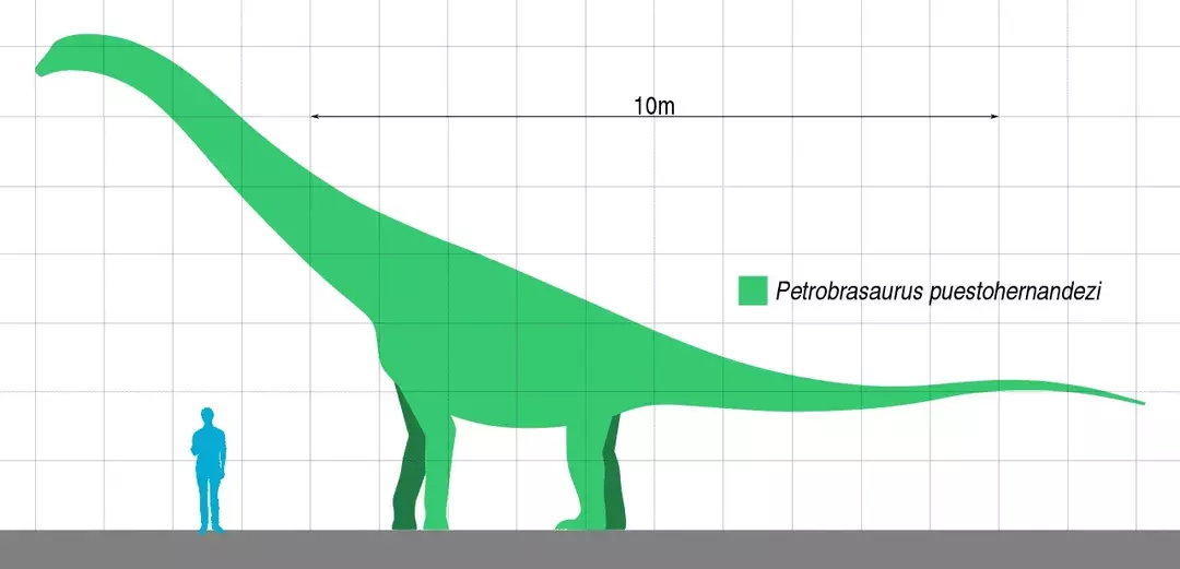 11 rytande fakta om Algoasaurus som barn kommer att älska