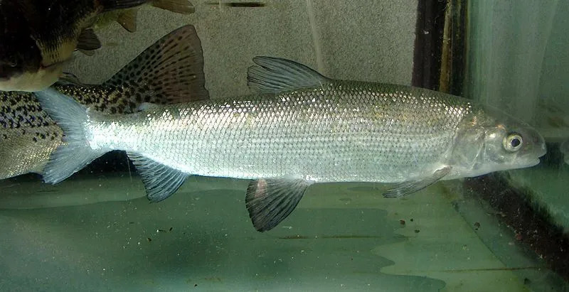 Ces poissons peuvent être trouvés dans l'eau des îles britanniques du nord, mais ils ne sont plus aussi communs qu'avant.
