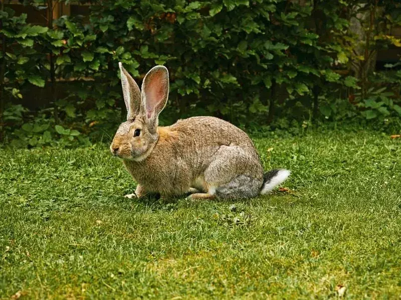 Fakta o vlámském obřím králíkovi, na která nikdy nezapomenete