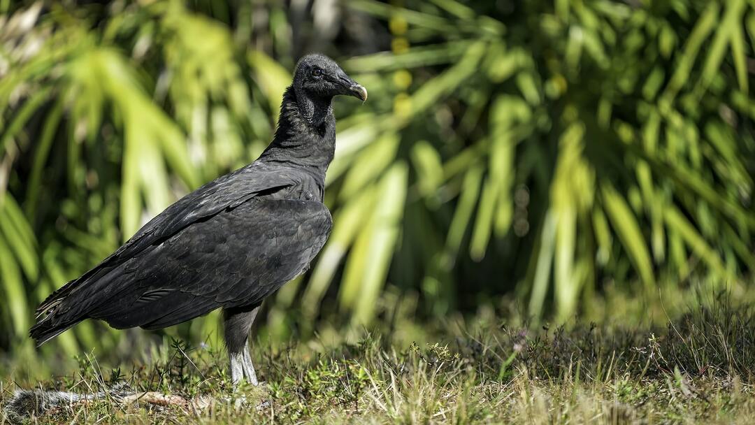 Svarta gamarna är monogama fåglar som parar sig för en livstid.