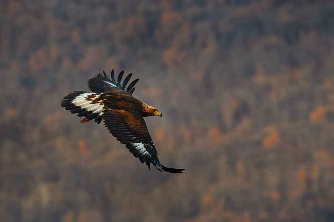 독수리가 얼마나 높이 날 수 있는지에 대한 놀라운 새 사실