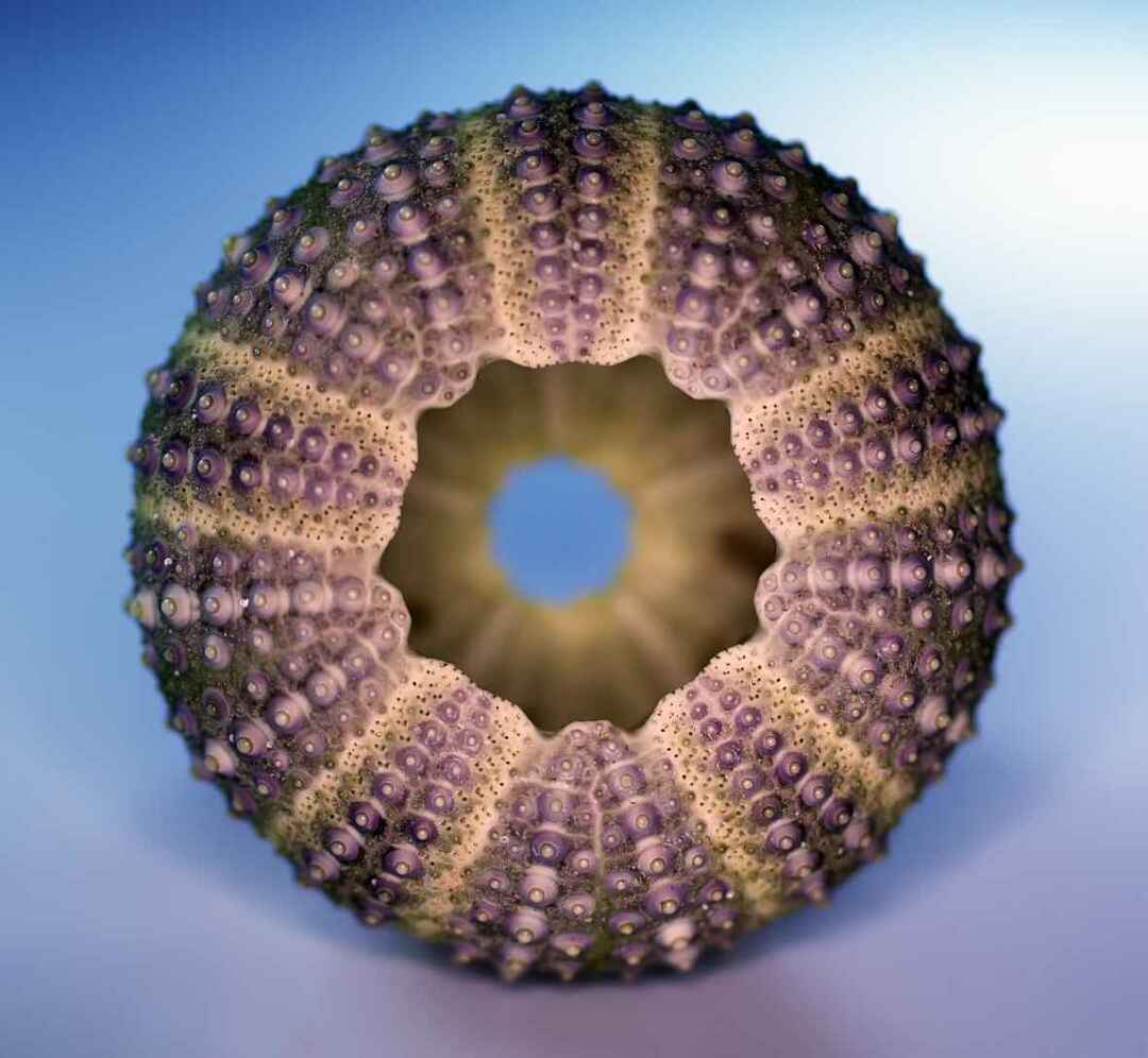 Zee-egel met een perfecte radiale symmetrie