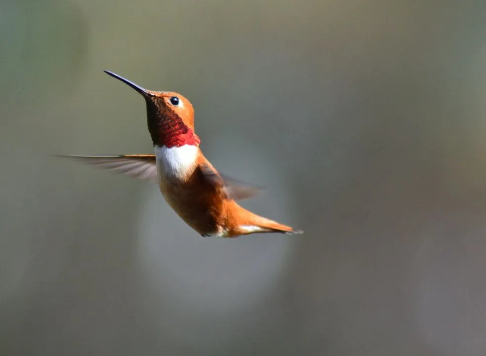Kızıl sinek kuşu gerçekleri, tamamen uzun mesafeli ve yetenekli uçuşlarla ilgilidir.