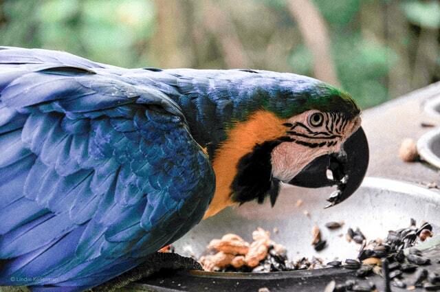Mavi-Sarı Amerika Papağanı Gerçekleri