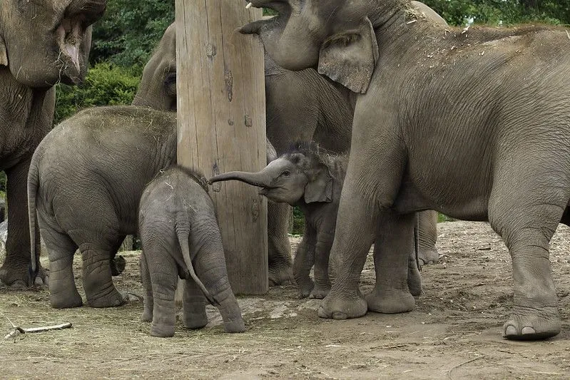 Flok elefanter spiser og nyder mudderet.
