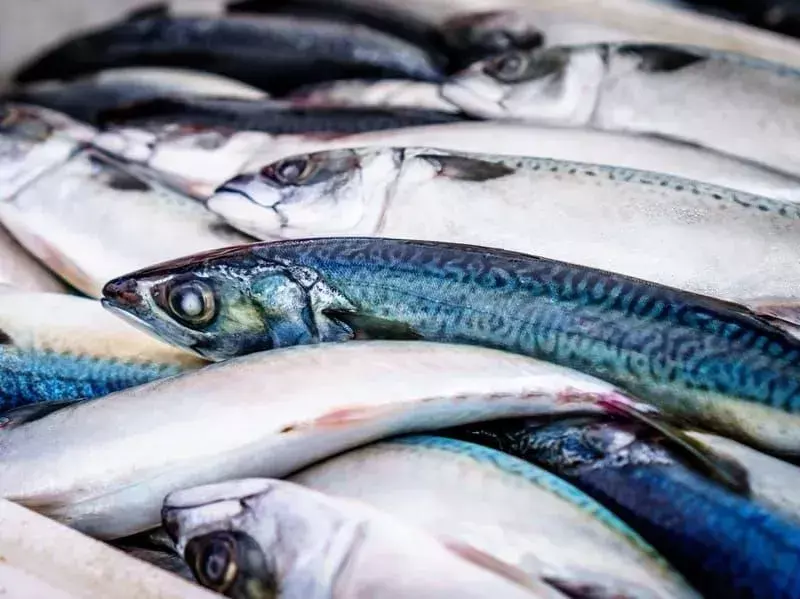 15 Fin-tastic fakta om makrellen for barn