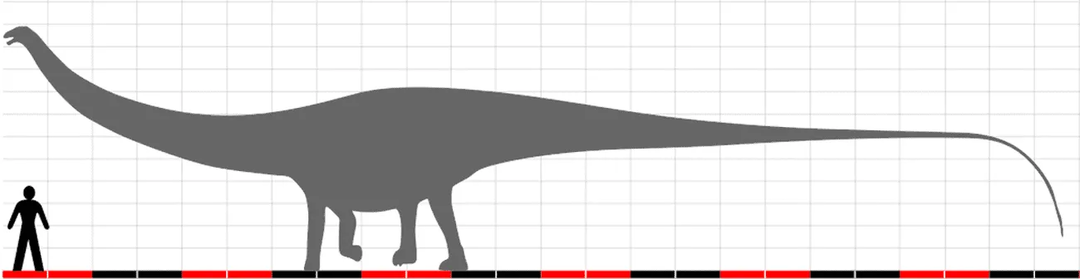 Dinheirosaurus ble tildelt nummeret 414 til sin holotype.