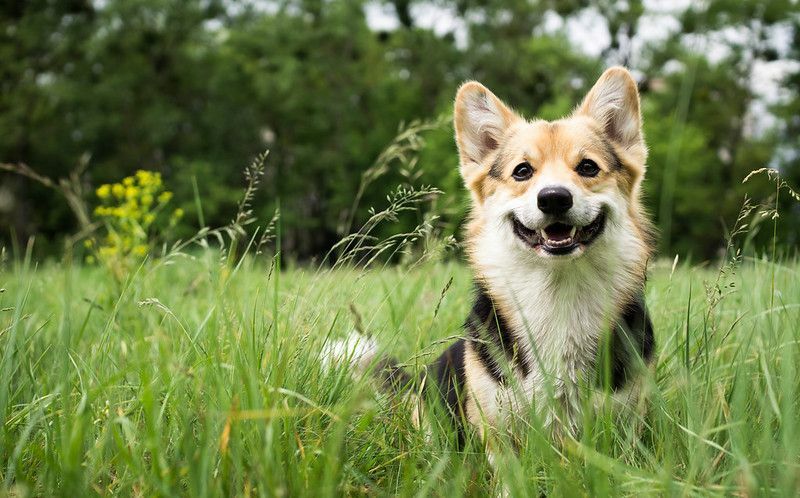 Por que os cães sorriem, eles ficam realmente felizes quando sorriem