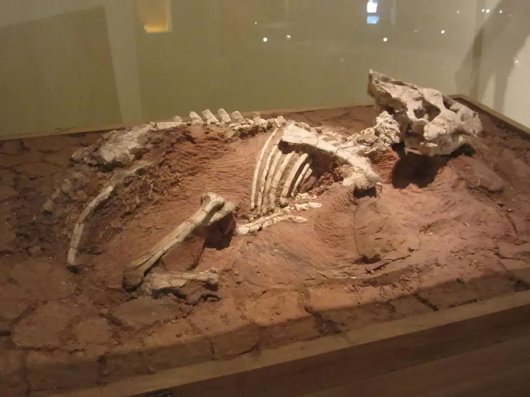 Wusstest du? 17 unglaubliche Auroraceratops-Fakten