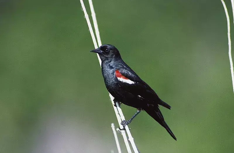 Zábavná Tricolored Blackbird fakta pro děti