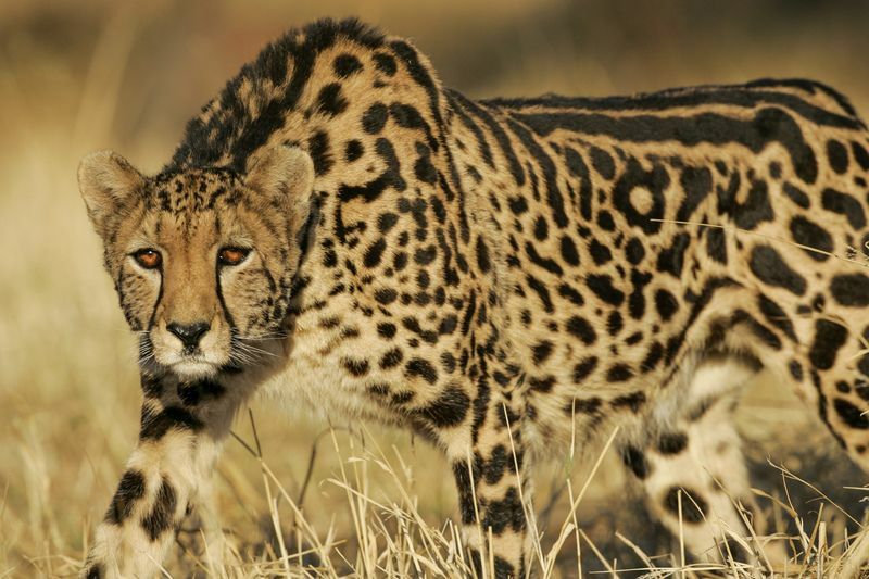 Hvor fort løper en gepard Hva er topphastigheten til en gepard