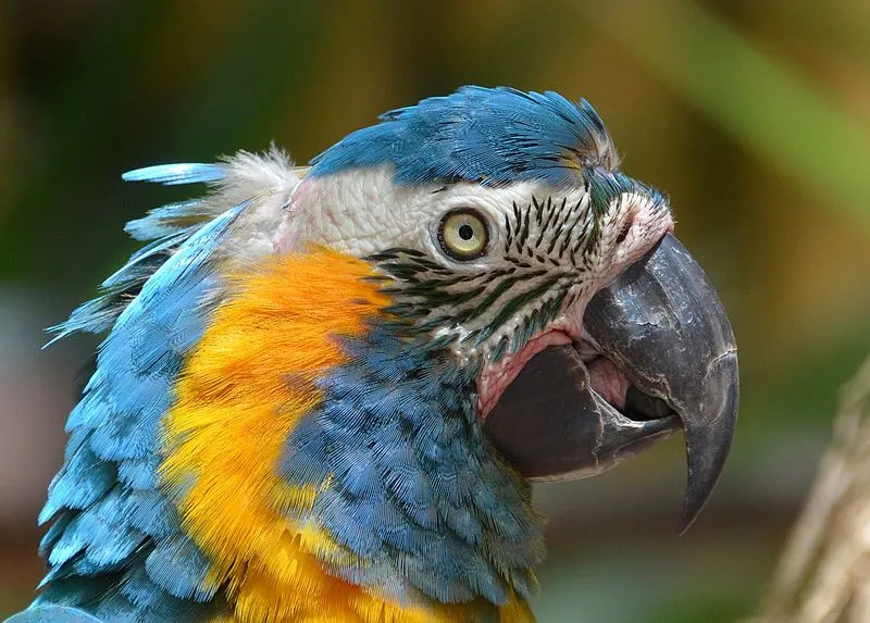 Zábavná fakta o papoušcích modrých pro děti